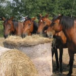 Příměstký tábor „Léto s koňmi“ – II. termín