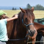 Léto s koňmi - termín: 13. 07. - 17. 07. 2020